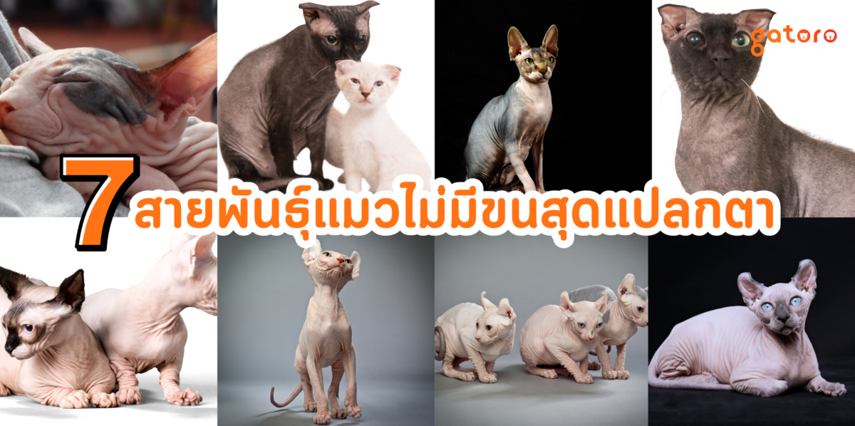 รวมสายพันธุ์แมวไม่มีขน