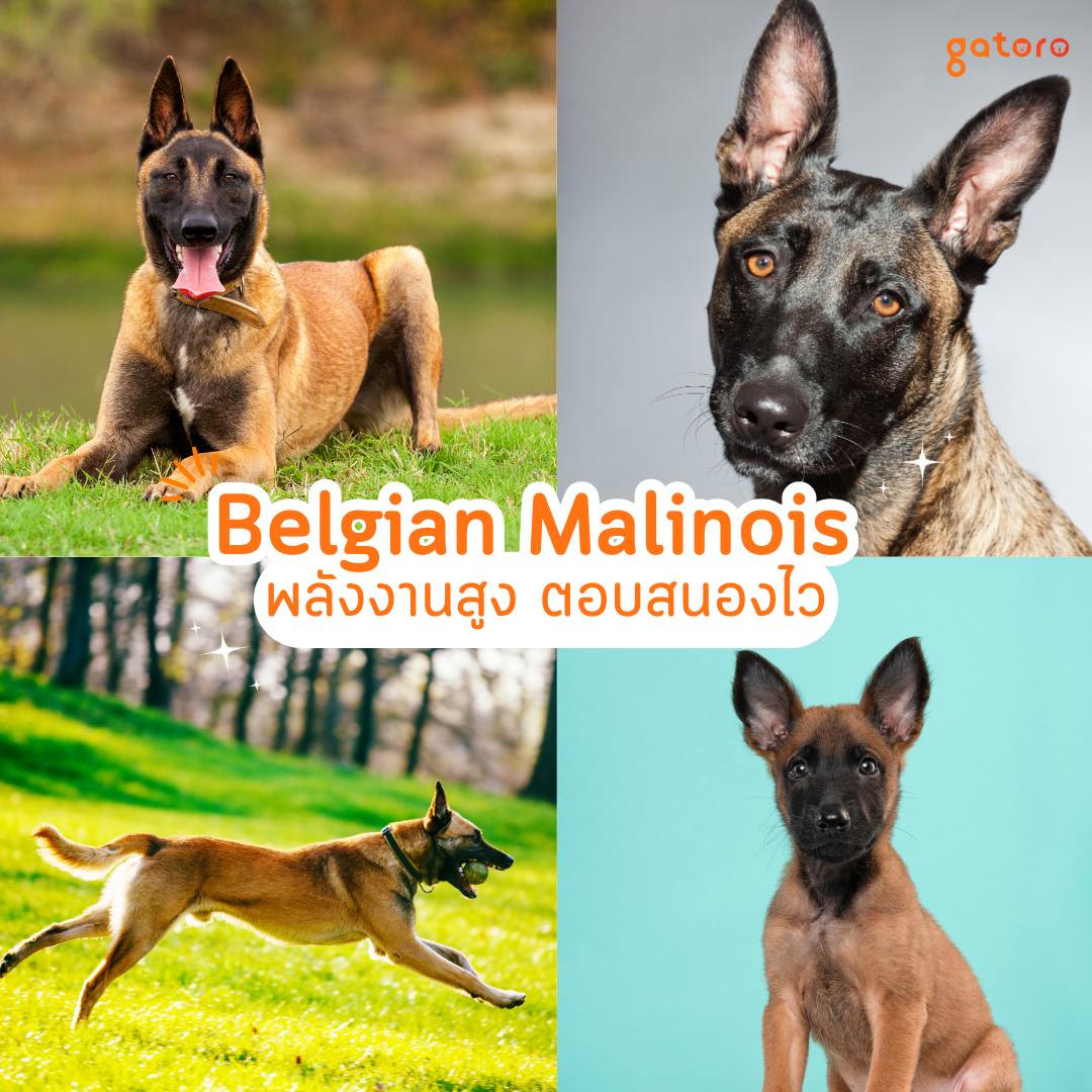 สายพันธุ์สุนัขตำรวจ Belgian Malinois