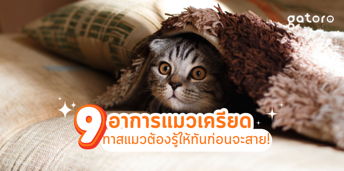 แมวเครียด อาการเป็นอย่างไร