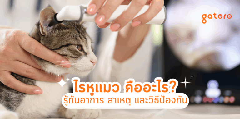 เรื่องของไรหูแมว