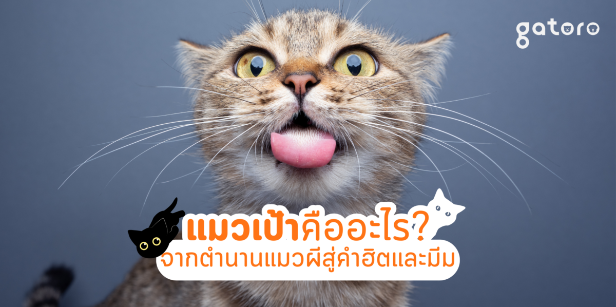 แมวเป้าคืออะไร