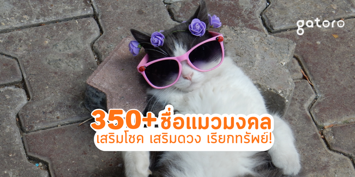 ไอเดียชื่อแมวมงคล