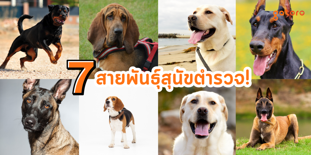 สายพันธุ์สุนัขที่นิยมนำมาฝึกเป็นสุนัขตำรวจ