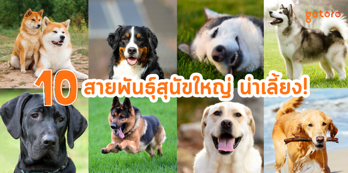 รวมสายพันธุ์สุนัขใหญ่น่าเลี้ยง