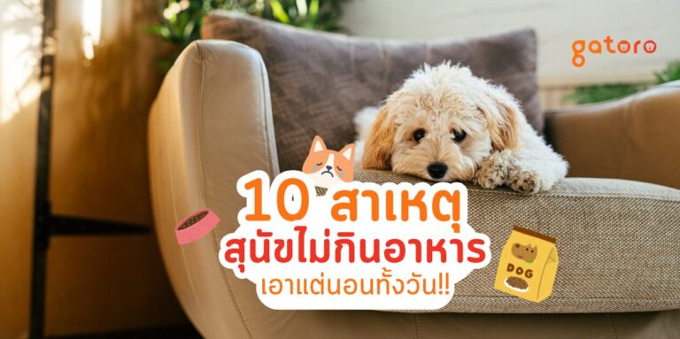สุนัขไม่กินอาหาร เอาแต่นอนซึม