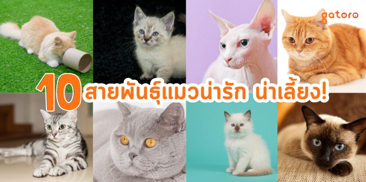10 สายพันธุ์แมวน่ารัก