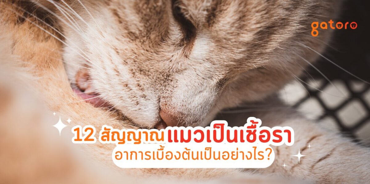 เชื้อราแมวอาการเริ่มต้นเป็นอย่างไร