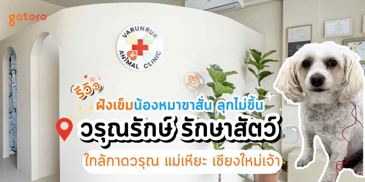 วรุณรักษ์รักษาสัตว์ รีวิวฝังเข็มรักษาสุนัขขาสั่น