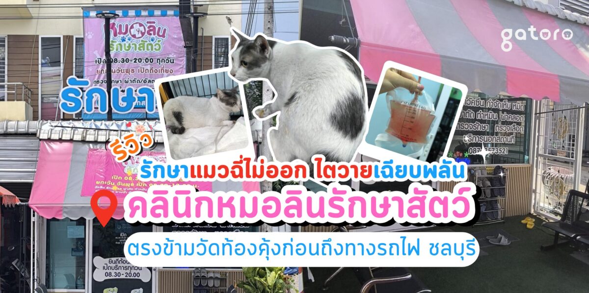 หมอลินรักษาสัตว์ รีวิวรักษาแมวฉี่ไม่ออก