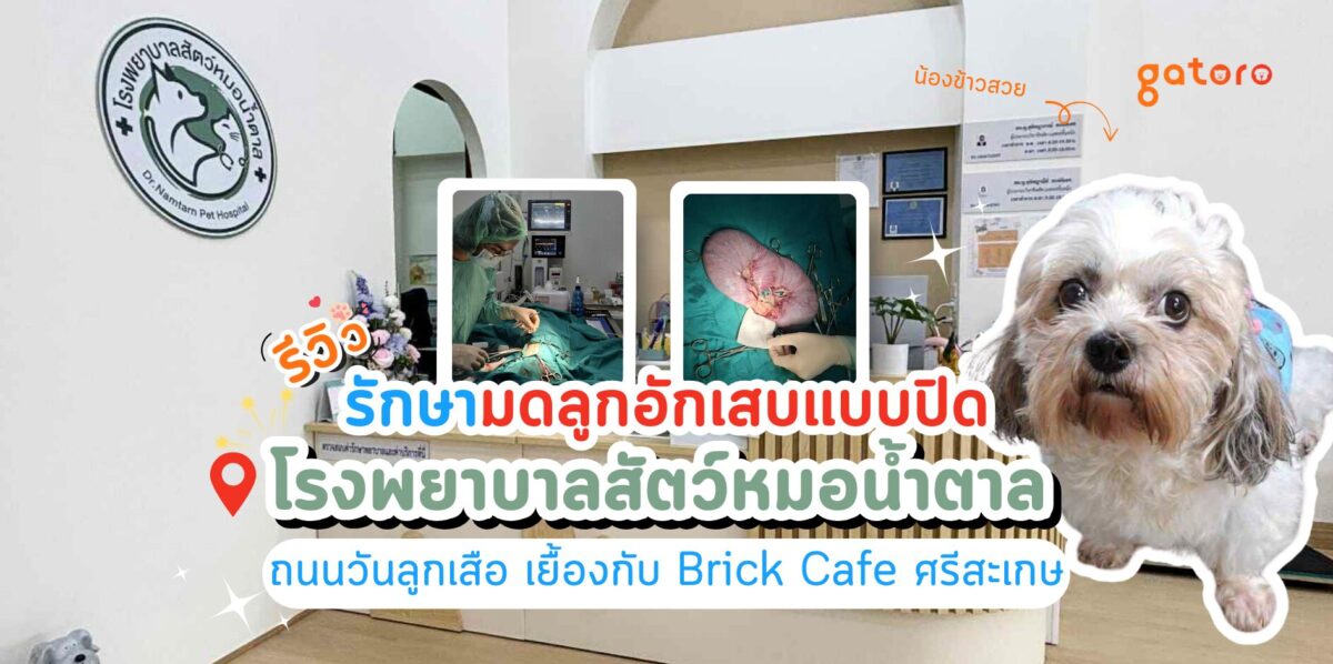 โรงพยาบาลสัตว์หมอน้ำตาล รีวิวรักษาสุนัขมดลูกอักเสบ