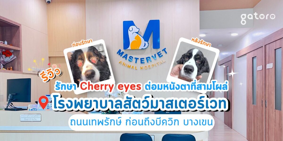 โรงพยาบาลสัตว์มาสเตอร์เวท รีวิว